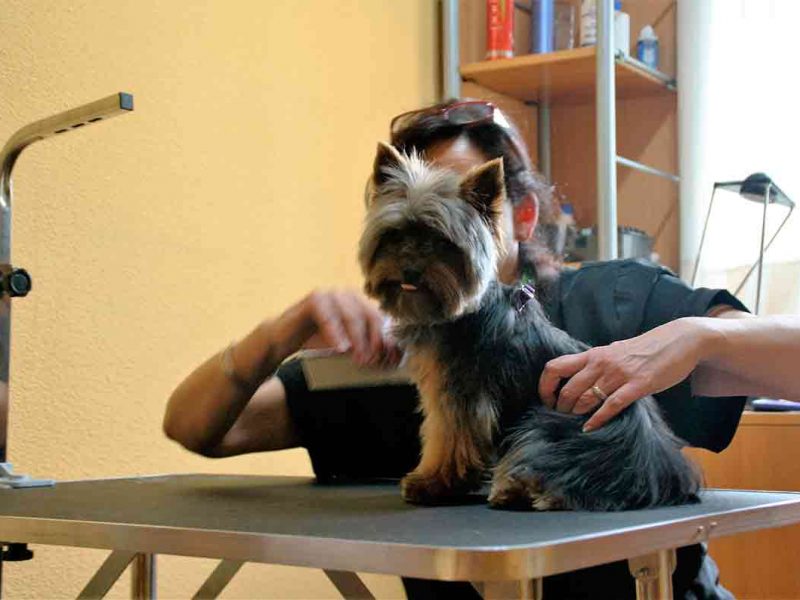 Chubi – Yorky