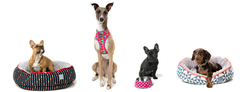 Moda y Complementos para perros