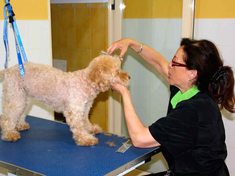 Seven – Caniche