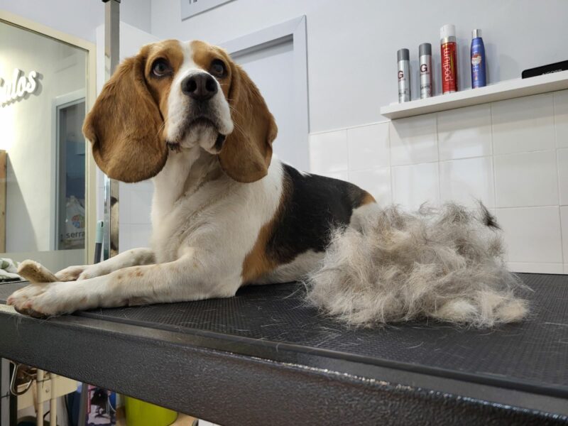 Beagle – Pelo corto