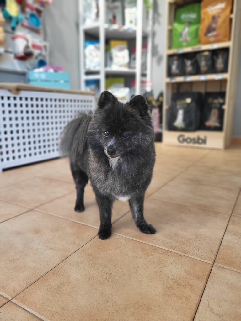 Pomerania