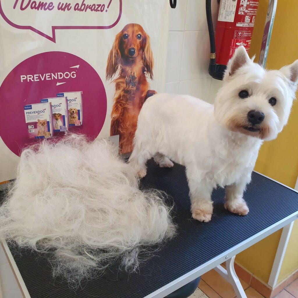 West Highlald Terrier – Stripping